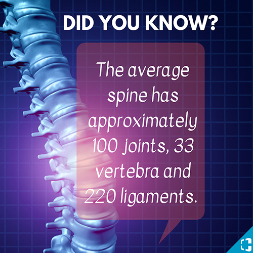 Average Spine Statistics
